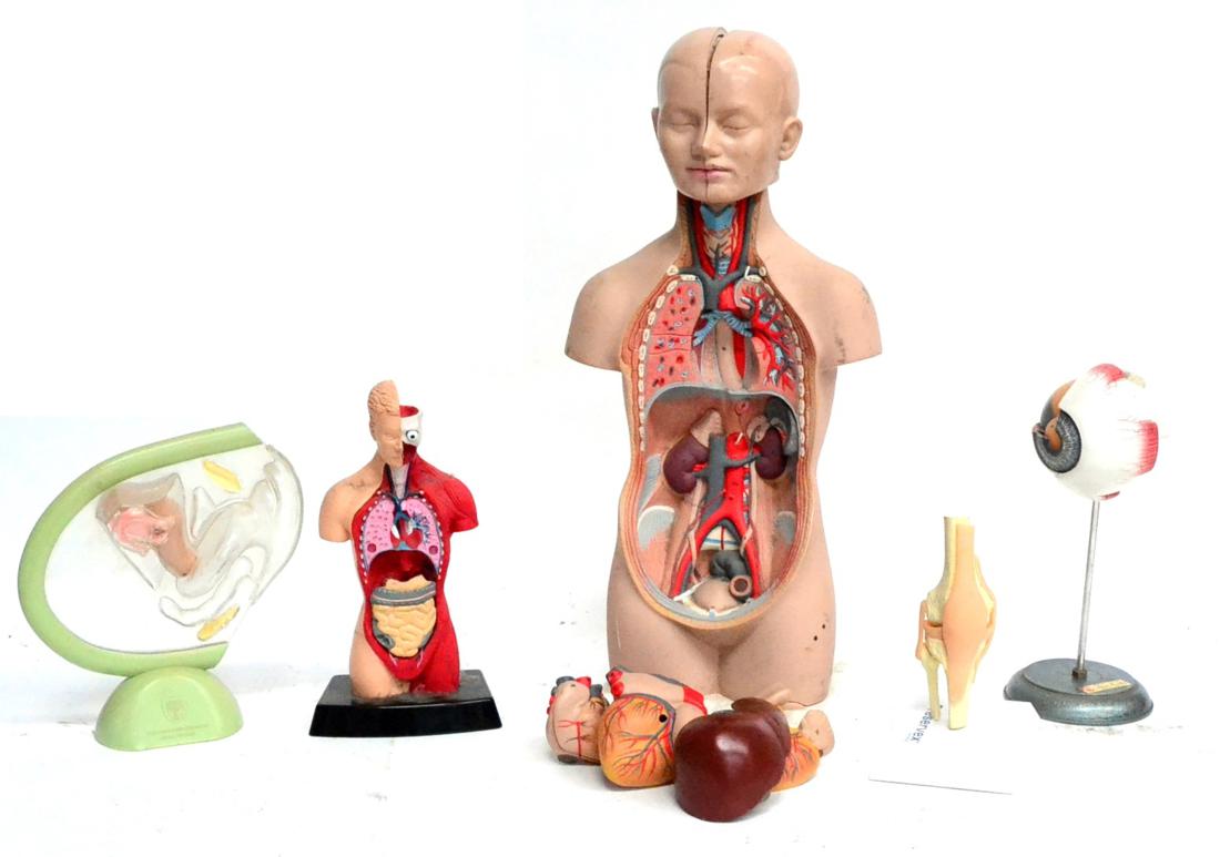 Five Plastic Anatomical Models, comprising a large torso with removable organs and two piece head