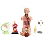 Five Plastic Anatomical Models, comprising a large torso with removable organs and two piece head