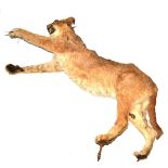 Caracal (Caracal caracal), late 20th century, full mount, in prey-catching pose, jaw agape, 105cm