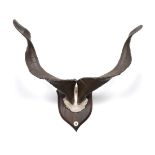 Astor Markhor (Capra falconeri falconeri), circa 1930-40, horns on upper skull, right horn 111cm (