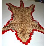 Leopard (Panthera pardus), circa 1910, skin rug, with original glass inset eyes, rebacked onto red