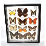 A Group of Twelve Malay Sourced Butterflies, including Chocolate Albatross, Blue Spotted Crow,