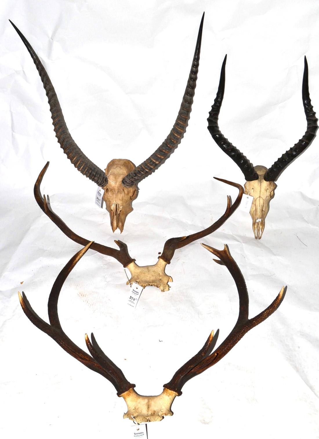Red Deer, two sets of antlers on cut frontlets; Waterbuck, horns on upper skull; Impala, horns on - Image 4 of 4