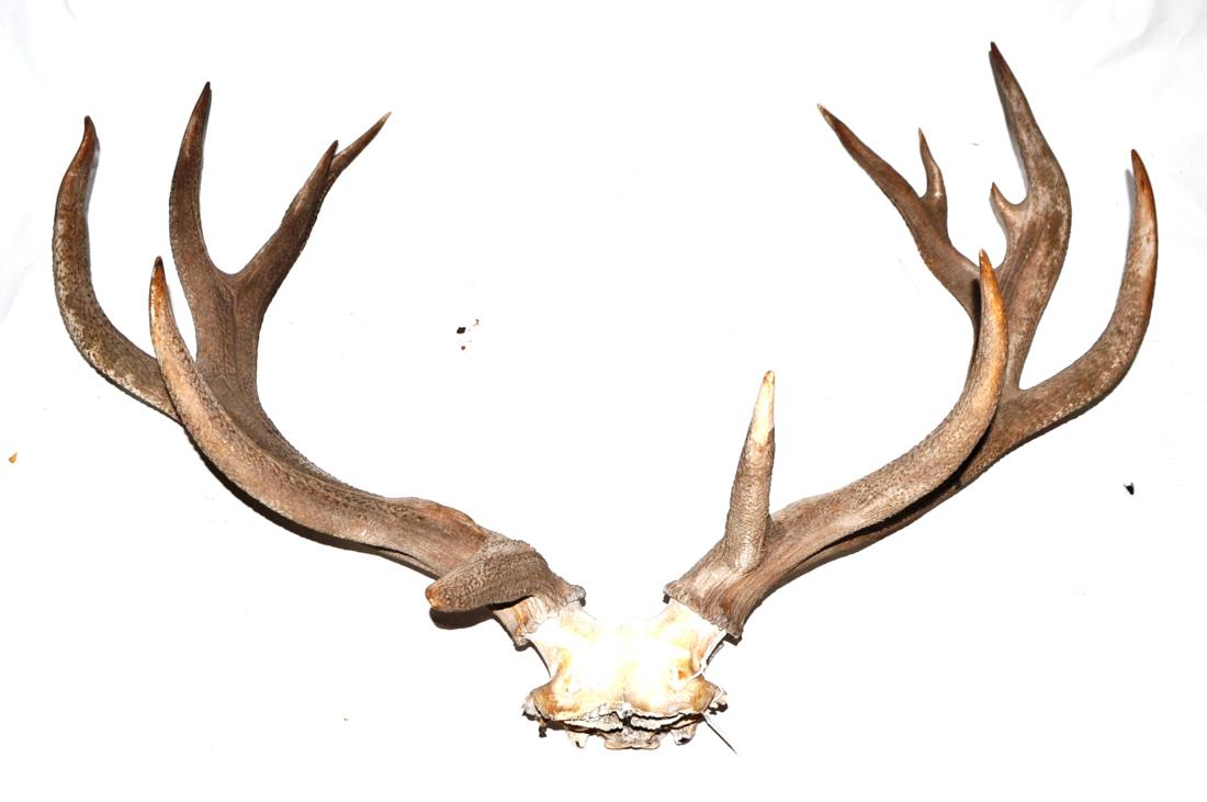 Red Deer, two sets of antlers on cut frontlets; Waterbuck, horns on upper skull; Impala, horns on - Image 3 of 4
