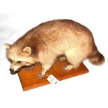 Raccoon (Procyon lotor), mid 20th century, in defensive snarling standing pose, on a golden oak