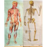 A Life Size Wall Chart of a Human Skeleton by Adam Rouilly, London, 197cm by 80cm, together with a