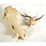 Warthog (Phacochoerus africanus), skull, lacking tusks, 42cm long; and Roe Deer, abnormal antlers on