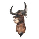 White-Tailed Gnu (Connochaetes gnou), late 20th century, shoulder mount, 74cm from the wall Horns