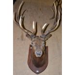 Wapiti (Cervus canadensis), early 20th century, head mount, 67cm from the wall (a/f) Right eye