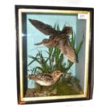 Snipe (Gallinago gallinago), by E Allen & Co, Stonegate, York, pair of full mounts, one in flight,