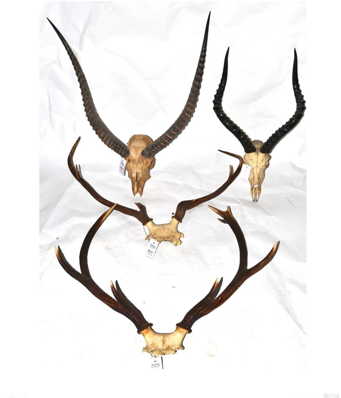 Red Deer, two sets of antlers on cut frontlets; Waterbuck, horns on upper skull; Impala, horns on