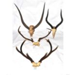 Red Deer, two sets of antlers on cut frontlets; Waterbuck, horns on upper skull; Impala, horns on