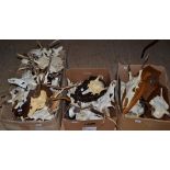 Three Boxes of Mainly Red Deer Killer and Young Antlers, on cut frontlets, many on shields (qty)