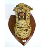 Leopard (Panthera pardus), by Van Ingen & Van Ingen, circa 1930, head mount, turning slightly to the