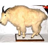 Rocky Mountain Goat (Oreamnos americanus), full mount, standing and turning to the left, on gravel