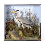 Grey Heron (Ardea cinerea), by Henry Ward (late Williams), 2 Vere Street, Oxford Street, London,