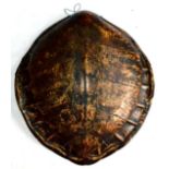 Green Turtle (Chelonia mydas), probably 18th/19th century, carapace, 60.5cm long, the underside