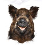 Wild Boar (Sus scrofa), modern, shoulder mount, 60.5cm from the wall  Very good. 280415