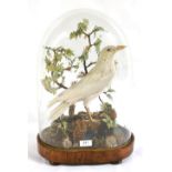 Albino Crow (Corvus corax), full mount, standing by a faux miniature tree with textile leaves, on