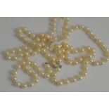 A long length cultured pearl necklace, knotted to a clasp stamped 'SILVER'