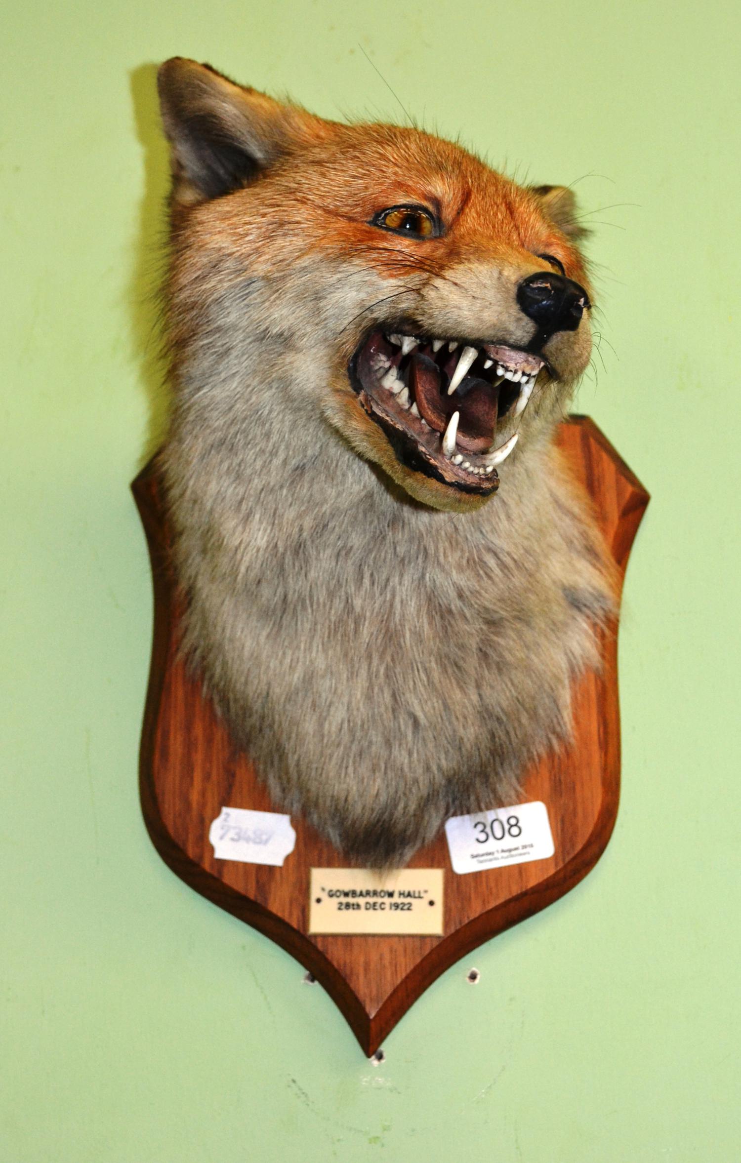 Fox mask on oak shield 'Gawbarrow Hall 1922'