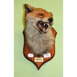 Fox mask on oak shield 'Gawbarrow Hall 1922'