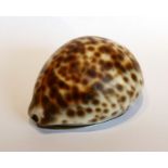 A George III Scottish Provincial Silver Mounted Cowrie Shell Snuff Box, probably Robert Grieg, Perth