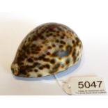 A George III Scottish Provincial Silver Mounted Cowrie Shell Snuff Box, maker's mark IS only (