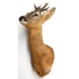 Roe Deer (Capreolus capreolus), modern, shoulder mount, 7 points (abnormal), right antler 19cm, left