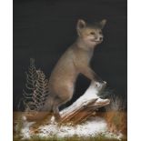 Fox Cub, full mount, rearing up on a log dusted with faux snow amongst grasses, in a single glass