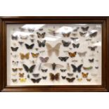 A Case of Foreign Butterflies, Moths and Insects, circa 1910, in later case, including Atlas Moth,