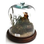 Pygmy Kingfisher, full mount, naturalistically posed amongst grasses, beneath a glass dome with