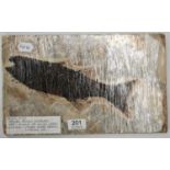 Fossil Fish: Species possibly Mioplosis, Eocene 58 million years, origin Green River Region,