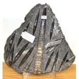 Orthoceras Fossil, Morocco-Silurian, 400 million years old, 50cm by 50cm  Orthoceras were squid-like