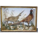 Cock and Hen Pheasants, circa 1885, by W Hall Taxidermist, full mounts, naturalistically set amongst