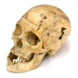 Human Skull with removable top held on by two hooks