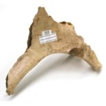 Mammoth Pelvic Bone, Abingdon, Oxfordshire, Pleistocene-Devensian Period, 40cm long, 38cm wide