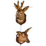 Roe Deer (Capreolus capreolus), head mount, the antlers in velvet, on wood shield; and A Matching