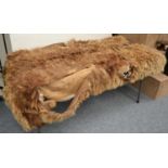 A Brown Bear Skin Car Rug, circa 1920, rectangular, padded, lined and with indigo backing, 209cm