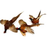 Cock Pheasants, full mounts, three examples, in perched pose with outstretched wings