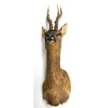 Roe Deer (Capreolus capreolus), modern, shoulder mount, 6 points, right antler 29.6cm, left antler