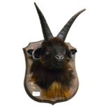 Four-Horn Black Sheep, head mount, on wood shield, 42cm high overall (approx)