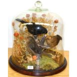 Family of Three Blackbirds, full mounts, amongst dried flowers and mosses, beneath a glass dome with