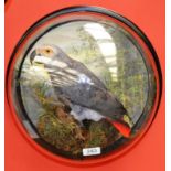 African Grey Parrot, full mount, perched amongst faux grasses and moss, against a painted woodland