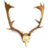 Fallow Deer (Dama dama), antlers on frontlet, inscribed PETWORTH FOUND DEAD 1932, tip to tip 28cm