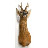 Roe Deer (Capreolus capreolus), modern, shoulder mount, 6 points, right antler 24.5cm, left antler