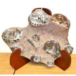 Goniatite Ammonite Fossil, partly polished, 76cm by 50cm, on laminated wood folding stand