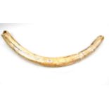 A Section of Mammoth Tusk, 116cm longest curve