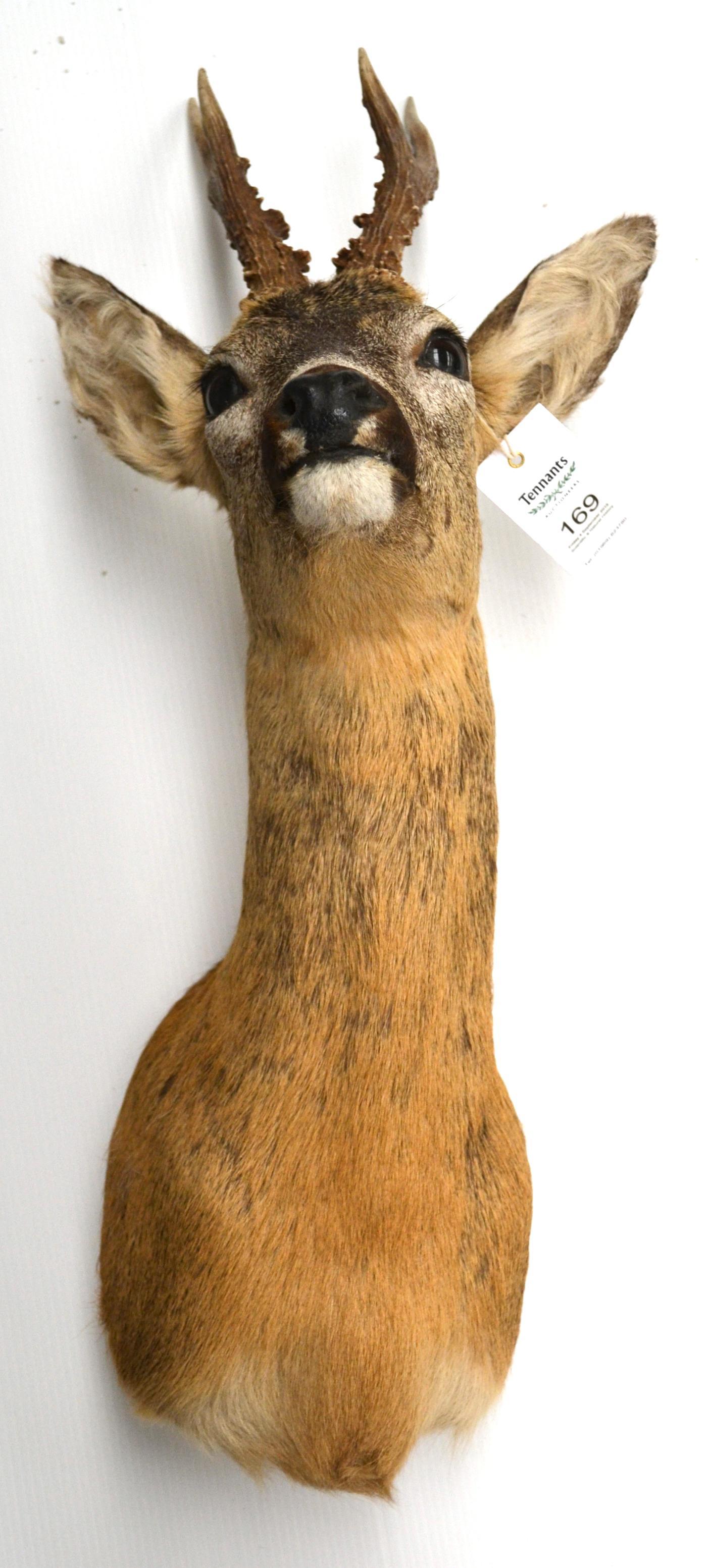 Roe Deer (Capreolus capreolus), modern, shoulder mount, 6 points, right antler 22cm, left antler