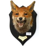 Fox Mask, by Rowland Ward, Stonesby Gorse 3.9.1947, forward gaze and open jaw, on oak shield with